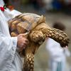 28 Adorable Photos Of Animals Getting Blessed At Cathedral Of Saint John The Divine